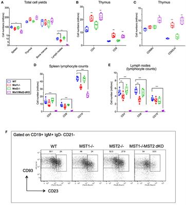 The Mst1 Kinase Is Required for Follicular B Cell Homing and B-1 B Cell Development